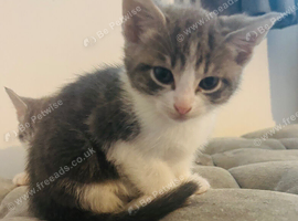 2 beautiful grey and white kittens looking for a loving home
