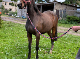 Ango Arab filly