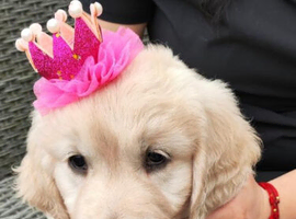 Golden retriever puppies