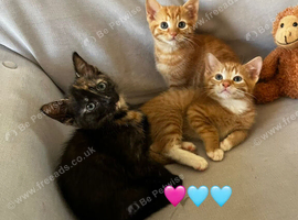 kittens