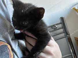 Black female kitten