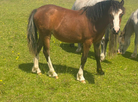 Beautiful  Welsh Section A Fillies WPCS Full passports.