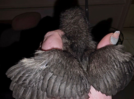 Legbar x Leghorn Chicks for sale