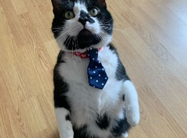 Male cat for sale