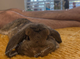 Mini lop 16 week female for sale