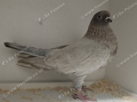 10 self pigeons