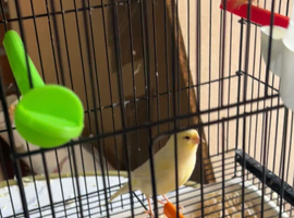 5 canaries needing new home