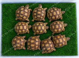 Sulcata tortoises