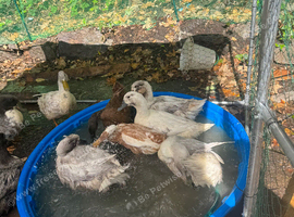 Swedish blue Ducks POL