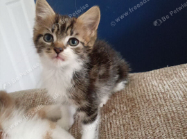 4 kittens available 2 male 2 female