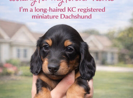 KC registered long haired min dachshund READY TO LEAVE