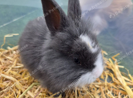 Beautiful blue plush mini lion lop