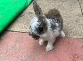 Rabbit