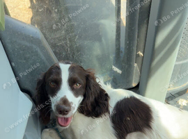 Cocker spaniel stud dog available.
