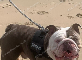 &lsquo;Ronnie&rsquo; English Male Bulldog
