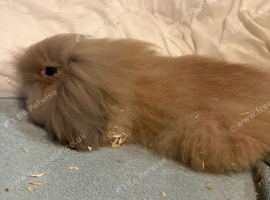 10 Week old Male Rabbit For Sale