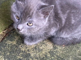 Farm reared kittens (ANGLESEY)