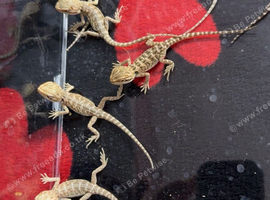 Baby bearded dragons