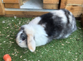 male young purebred mini lops
