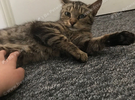 Cat for sale not good with other cats