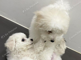 Lovely Home Raised Maltese Puppies