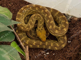 Madagascar Cat Eyed Snake
