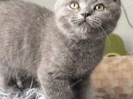 GCCF reg blue male kitten 10 weeks