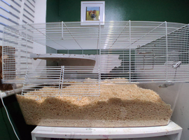 Fostering gerbils
