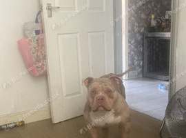 For stud pocket bully