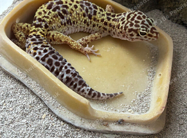 Leopard Gecko