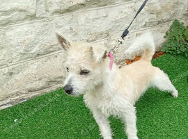 Westie x terrier