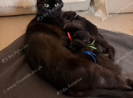 Black kittens