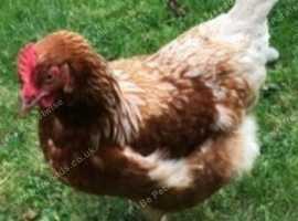 Point of lay chickens for sale - Leatherhead, Surrey