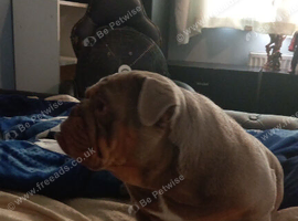 English bulldog