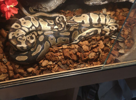 Royal pythons