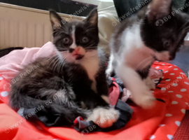 2 Moggie Kittens left (1 M, 1 F) looking for their foreverhomes. 8 weeks old.
