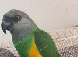 Senegal Super Tame Male