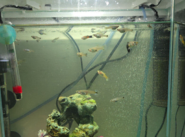 Female guppies