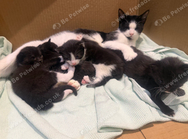 Domestic shorthair