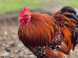 Pekin Bantam Hatching Eggs
