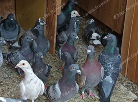 15 quality racing pigeons for sale in Cumbernauld