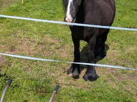 Hit the road Jack reg gypsy cob