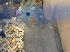 Just fledged will be ready in a few weeks