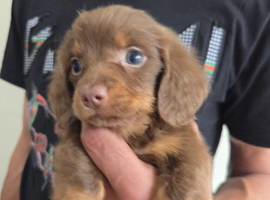 Stunning Miniature Long-Haired Dachshund Boys
