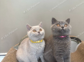 Gorgeous BSH Kittens