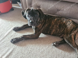 Cane corso