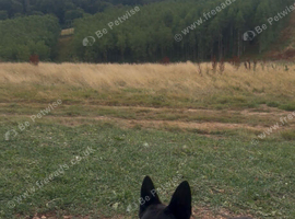 ALL BLACK DUTCH HERDER FEMALE 14 MONTHS