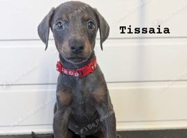 doberman puppies ready to go