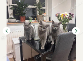 GCCF ACTIVE BSH QUEEN AND CHILDREN FOR SALE