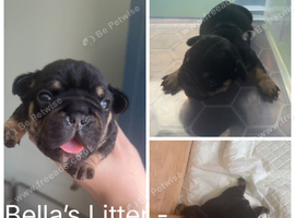 Stunning French Bulldog Puppies